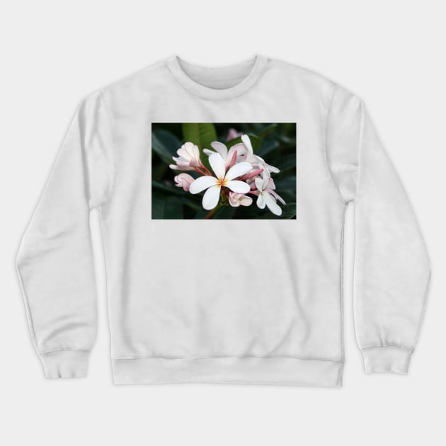 Plumeria flowers on Hawaii Crewneck Sweatshirt by SDym Photography